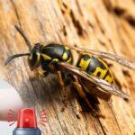 jak pozbyć się os z terenu insektstop.pl