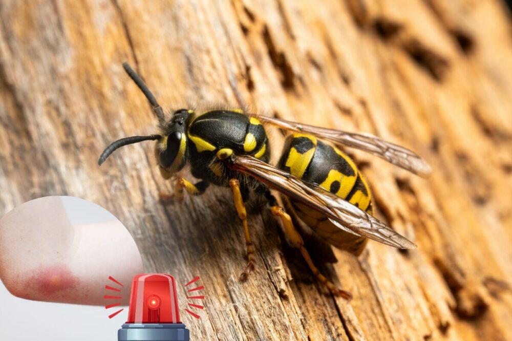 jak pozbyć się os z terenu insektstop.pl