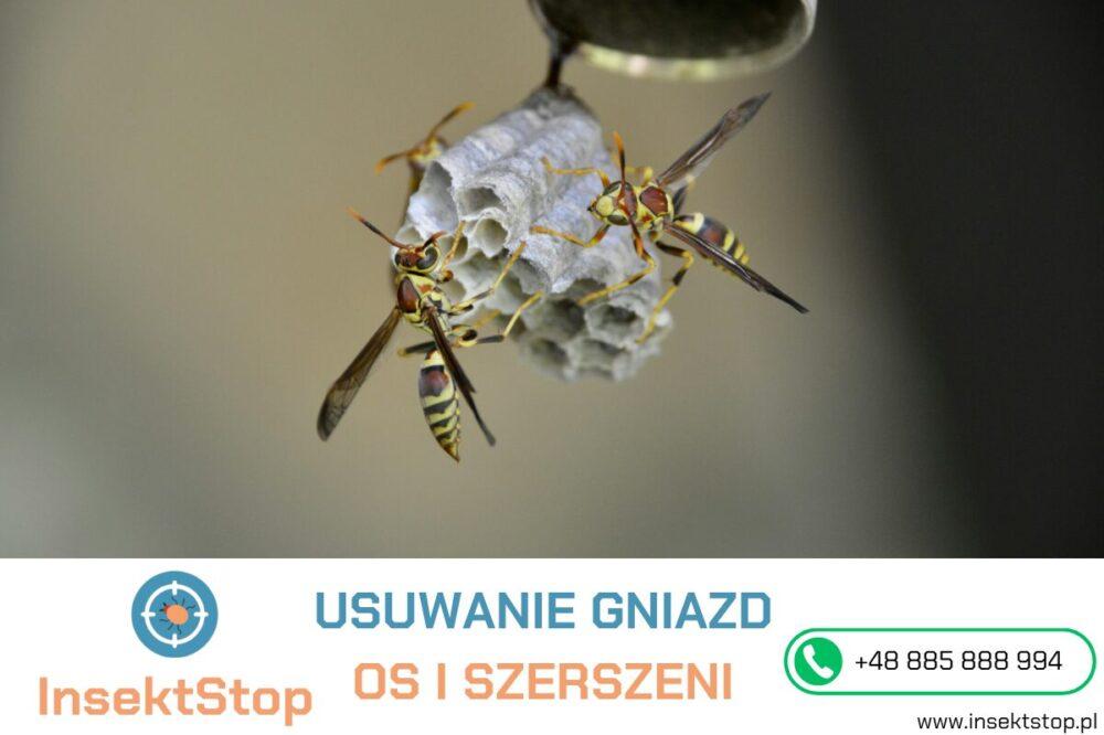  jak pozbyć się os usuwanie gniazd os i szerszeni insektstop.pl 